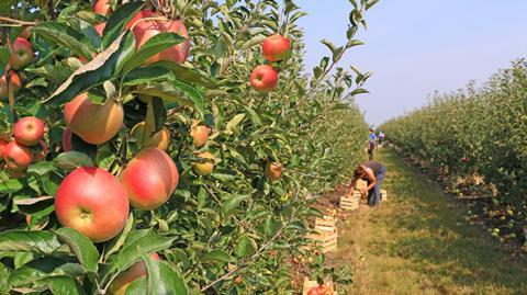 Apple picking in serbia