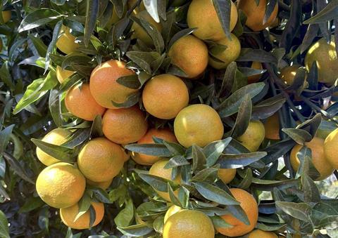 XLO clementine