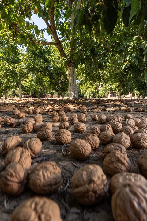 A California walnut farm