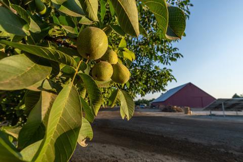 A California walnut farm