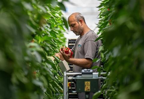 The new agreements will strengthen Sainsbury’s supply resilience in greenhouse vegetables
