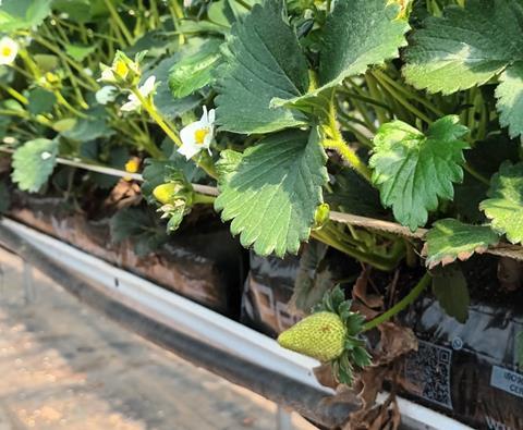 Strawberries are developing well at Chambers in Kent