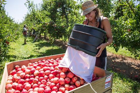 NZ TandG Global apples