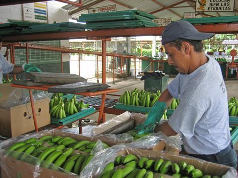 Ecuadorean banana exports dipped in the first quarter of 2022