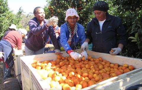 South Africa citrus picking