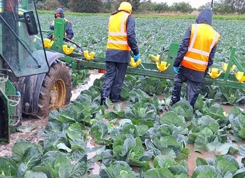 UK growers of Brussels sprouts and other brassicas have been badly affected by flooding
