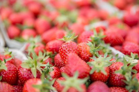 Erdbeeren aus dem geschützten Anbau