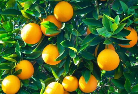 Valencia oranges