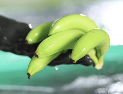 Colombian banana close up