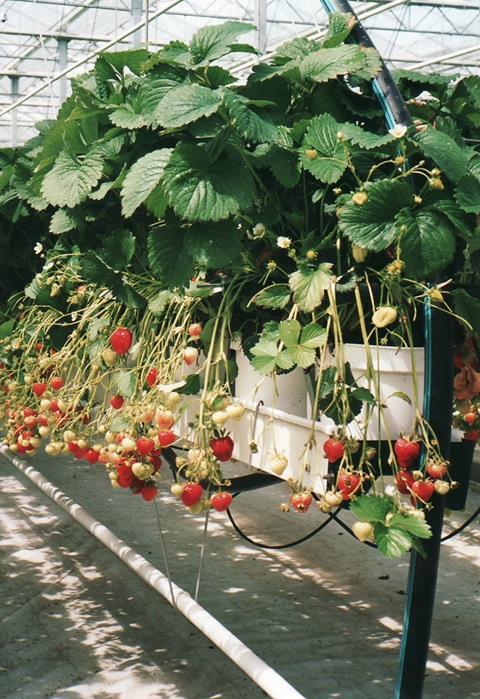 Im Rheinland sind die ersten Erdbeeren reif!