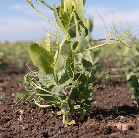 The project is examining vining pea density