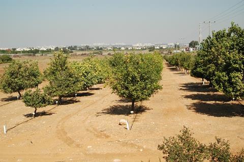 Israel: Erholung in der Citrus-Produktion erwartet