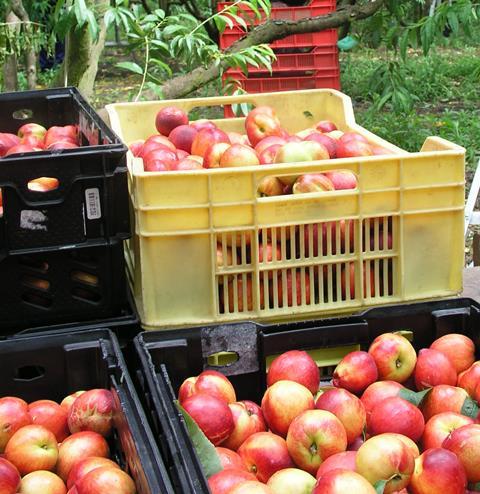 nectarines_in_crates.JPG
