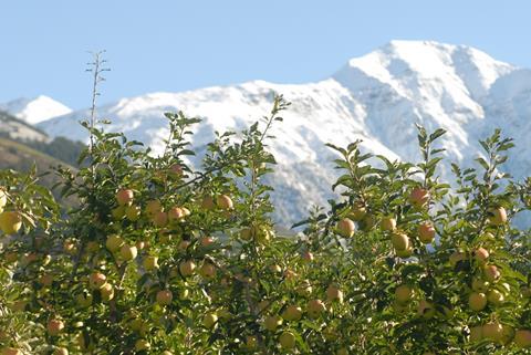 Südtiroler Apfelernte 2017: Vielversprechender Jahresausblick für 2018