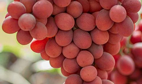 Die Neuheit: Sweet Celebration® Foto: Fruitsland