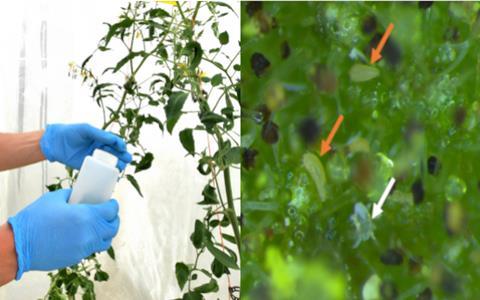 Raubmilde gegen Tomatenrostmilbe