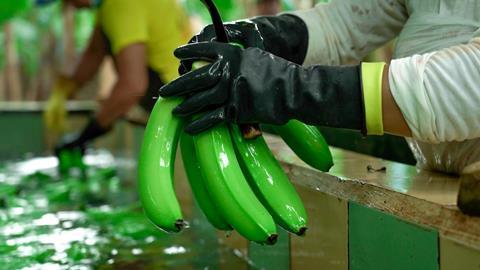 EC bananas being washed in Ecuador AEBE