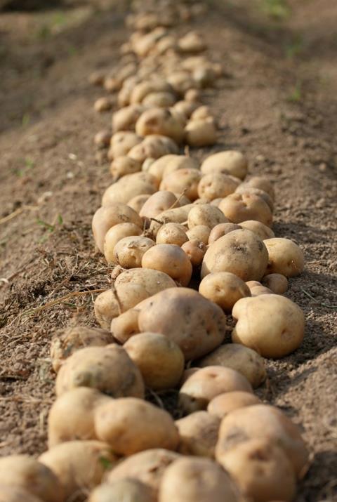 Potatoes can be damaged by wireworm