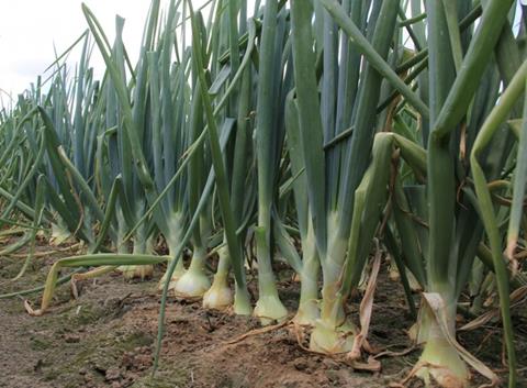 Onions are threatened by the Bean Seed Fly