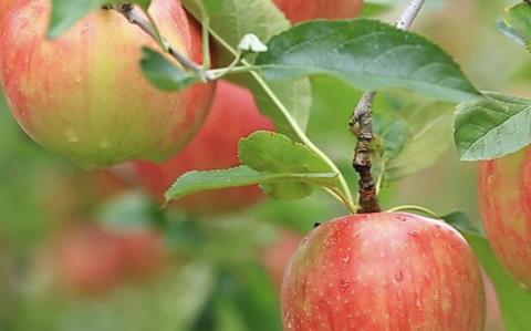 CMI Orchards