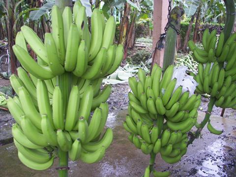 Ecuador Bio-Bananen - Produktion & Verpackung (55)