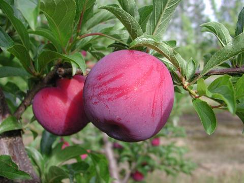 African-Rose_01.jpg