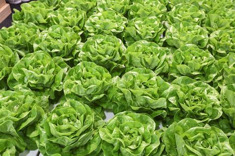FL_2014_Kopfsalat_05.jpg
