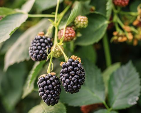 British blackberries