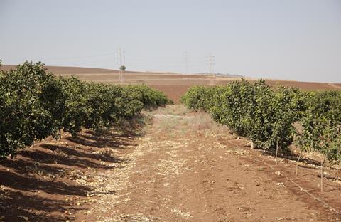 Israel citrus