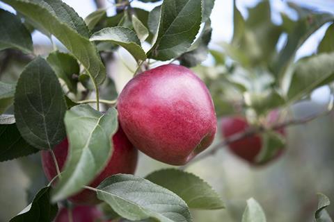 CIV: RedPop®-Apfel geht in Südtiroler Produktion