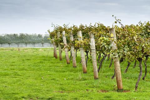 Vine posts treated with Postsaver