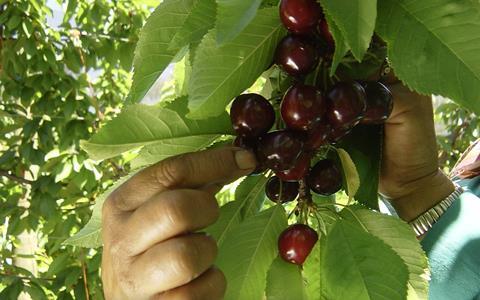 South African cherries