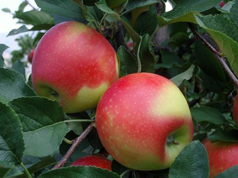 Italien kehrt zu normalen Apfelmengen zurück
