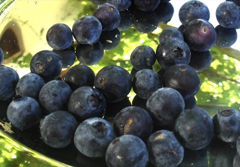 South African blueberries on plate