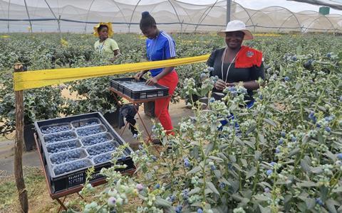 Zimbabwe blueberry harvesting