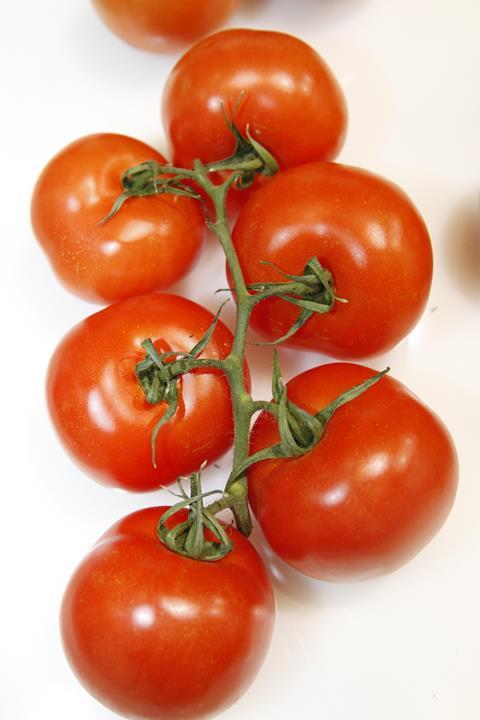 FL_2009_-_Tomaten_05.jpg