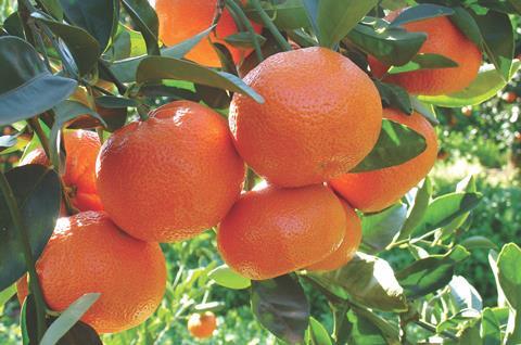 Nadorcott mandarin