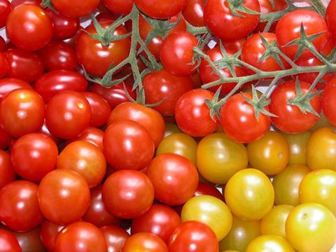 Almeria: Tomatenpreise weiterhin auf hohem Niveau