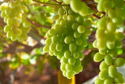 San Miguel Peruvian grapes