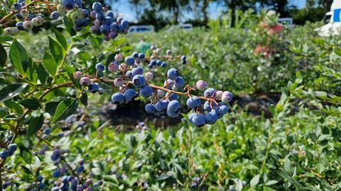 Heidelbeeren aus Deutschland