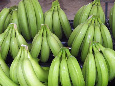 Costa Rica - Bananen