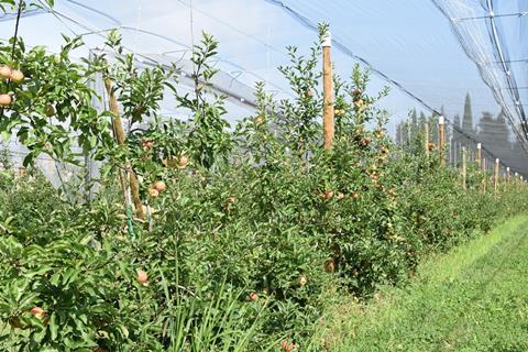 Frankreich erwartet bei Äpfeln leichte Mengenerhöhung gegenüber Vorjahr