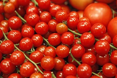 Tomaten_FL_2012__6__03.jpg