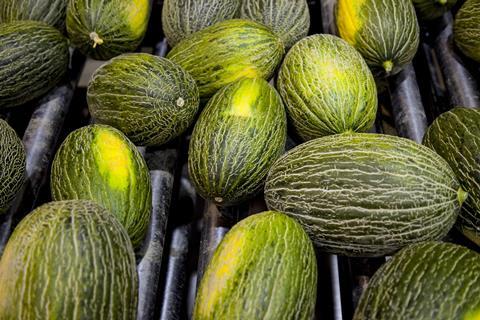 Spain Piel de Sapo melon