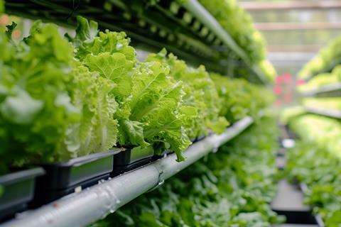 Vertical lettuce farm