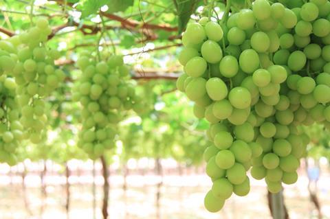 Ivory is an early season green seedless grape