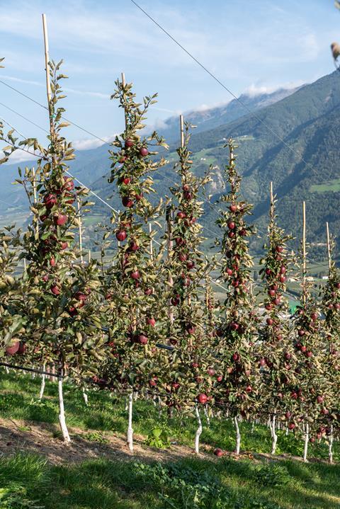 Kissabel-apple-4