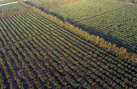 Peruvian avo field