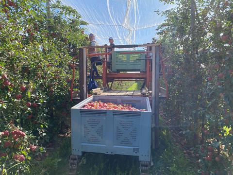 Candine harvest