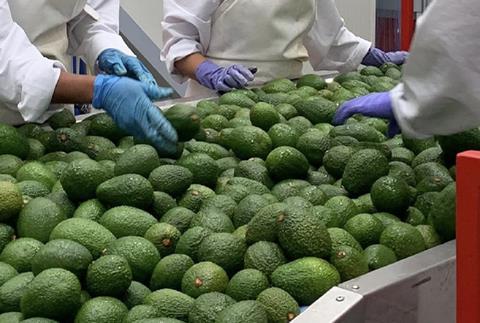 Colombian avocados